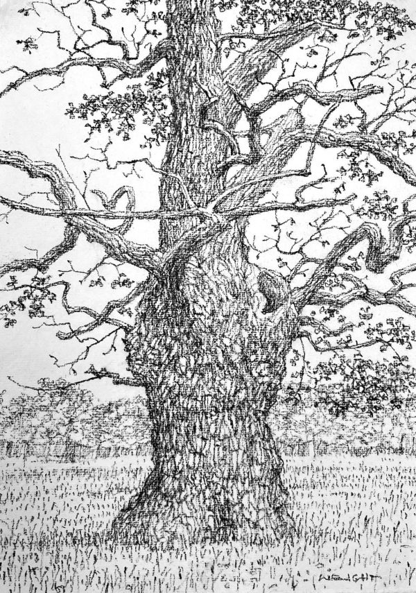 An Ancient Oak (Spring)